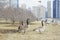 Many Canada geese at Millennium Park