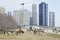 Many Canada geese at Millennium Park