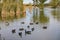 Many Canada Goose swimming in the Floyd Lamb Park