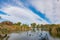 Many Canada Goose swimming in the Floyd Lamb Park