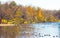 Many Canadian Geese on creek with Fall colors