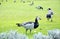 Many canadian geese in a park, green grass
