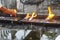 Many candles alight,at a holy Catholic shrine,attached to the famous Belfry of Dumaguete city,Negros Oriental,Philippines