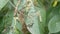 Many caterpillars on the leaves of a cherry tree. A nest of large white caterpillars eats leaf. Larvae and eggs on the