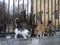 Many Cats on a fence on the embankment near the sea