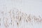 Many Cattail reed spikes sticking out of the snow - Typha