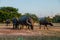 Many cattle and buffaloes are walking home on the lawn