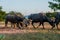 Many cattle and buffaloes are walking home on the lawn