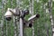 Many CCTV cameras on the background of a birch grove. Big brother concept. Face recognition