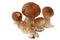 Many ceps are isolated