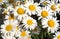 Many chamomile flowers closeup