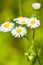 Many chamomile flowers on wide field