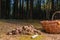 Many chestnuts mushrooms lying on the forest floor