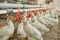 many Chickens poultry in hot stress drink fresh water nipple system in Farm