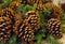 Many Christmas tree cones are brown with spruce branches close-up, traditional decoration is the basis of the festive New Year