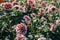 Many Chrysanthemum flower white and red color close-up.