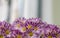 Many chrysanthemum flowers in garden background. Copy space. Chrysanthemum,bunch of pink and white chrysanthemums, autumn floral d