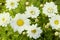 Many Chrysanthemum frutescens flowered on graden