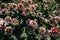 Many Chrysanthemum morifolium flower white and red color.