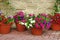 Many Clay Flowerpots With Blooming Plants At Stone Wall