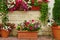 Many Clay Flowerpots With Blooming Plants At Stone Wall