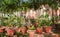 Many clay pots with tropical plants and flowers in a shady garden