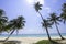 Many coconut palms on the beach  Background sea and sky at Cabana Beach , Chumphon , Thailand