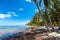 Many coconut palms on the wild carribean beach