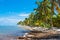 Many coconut palms on the wild carribean beach