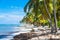 Many coconut palms on the wild carribean beach, Atlantic ocean, Dominican Republic