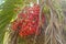 Many coconut tree fruits