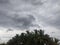 Many coconut trees with clouds at forest