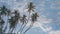 many coconut trees at gorgeous al haffa beach in salalah during sunrise, Oman