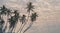 many coconut trees at gorgeous al haffa beach in salalah during sunrise, Oman