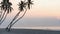 many coconut trees at gorgeous al haffa beach in salalah during sunrise, Oman