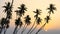 many coconut trees at gorgeous al haffa beach in salalah during sunrise, Oman