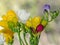 Many colored bouquet freesia flowers, window bokeh background