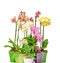 Many colored branch orchid flowers with buds, green leaves, in vibrant colored vases, flowerpots, Orchidaceae