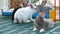 Many colored fluffy rabbit in zoo cage. Tiger Park Pattaya. Thailand