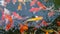 Many Colored Koi Carps in a Pond,Japan fish call carp or koi fish colorful