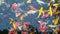 Many Colored Koi Carps in a Pond,top view , Japan fish call carp or koi fish colorful