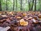 Many colored leaves on the ground. Carpet of fallen yellow leaves in the forest