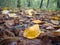 Many colored leaves on the ground. Carpet of fallen yellow leaves in the forest