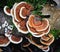Many-Colored Polypore