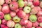 Many colorful apple, background texture. Freshly harvested organic red green yellow apples close up, top view