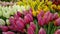 Many colorful Dutch tulips in the foreground. pink amsterdam flowers, white and yellow. bucolic symbol of Holland