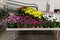 Many colorful flowers in pots on a rack in a store