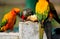 Many colorful parrot