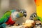 Many colorful parrot enjoy eating