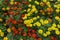 Many colorful Tagetes erecta blossom on the ground
